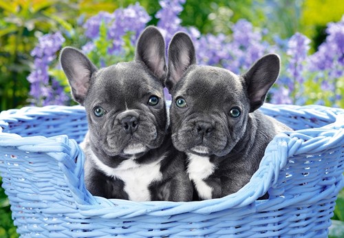 Castorland French Bulldog Puppies - 1000 Teile